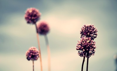 紫色的花