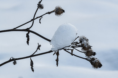 雪帽上的干蓟
