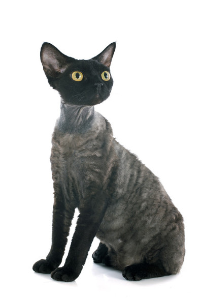 德文雷克斯猫