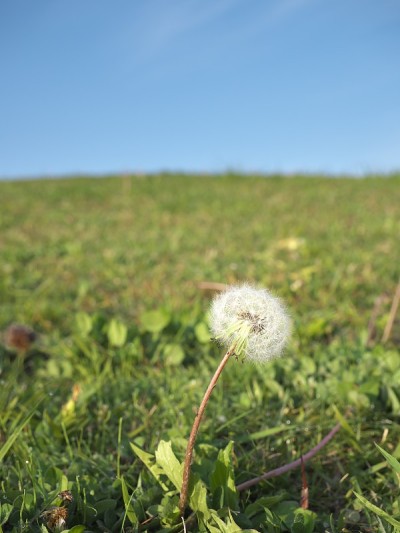 小山附近的蒲公英泡芙或降落伞球