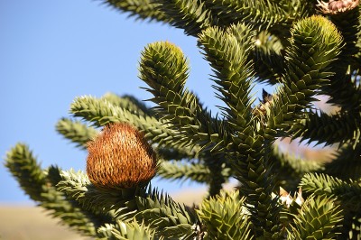Araucaria