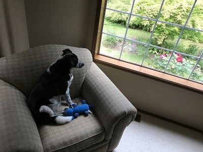 孤独的边境牧羊犬，宁愿待在外面