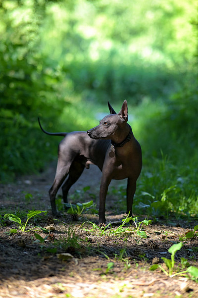 Xoloitzcuintle(墨西哥无毛狗)站在美丽的阳光自然背景自由