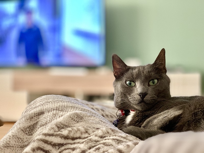俄罗斯蓝猫的肖像