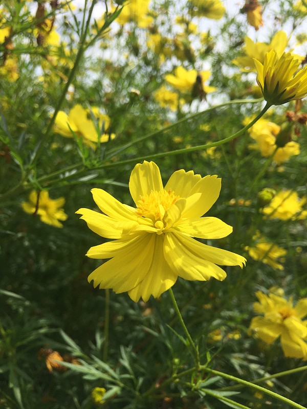 Yellow flowers in the garden