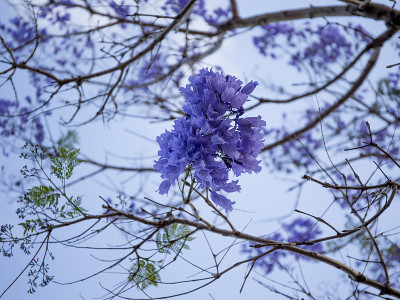 开紫色花的蓝花楹树