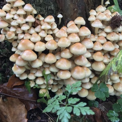 蘑菇