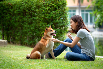 年轻的亚洲妇女教学和训练柴犬握手问候在后院