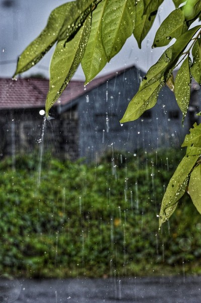 雨