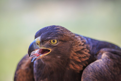 金鹰(Aquila chrysaetos)
