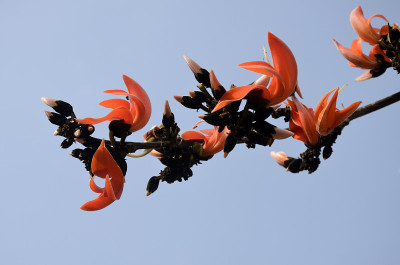 Butea monosperma花