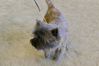 的犬