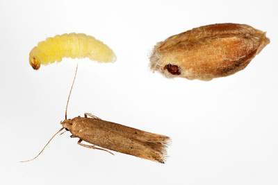 Angoumois谷蛾(Sitotroga cerealella) -毛虫、蛹和成虫。它是谷物、玉米