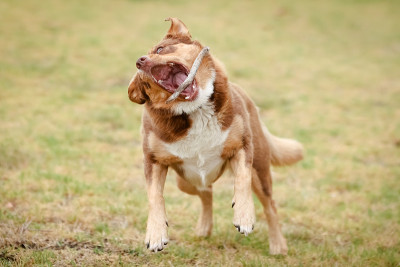 澳大利亚的马皮犬