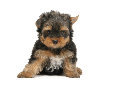 约克郡犬