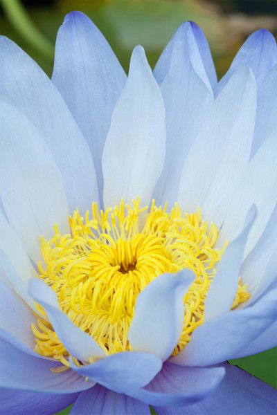 蓝莲花