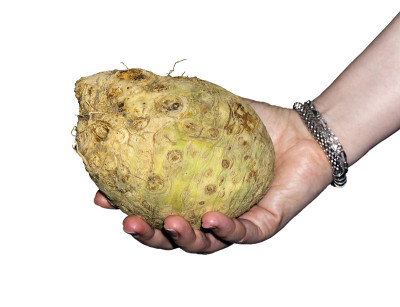 女性手持芹菜根孤立