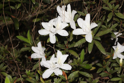 白色杜鹃花的花
