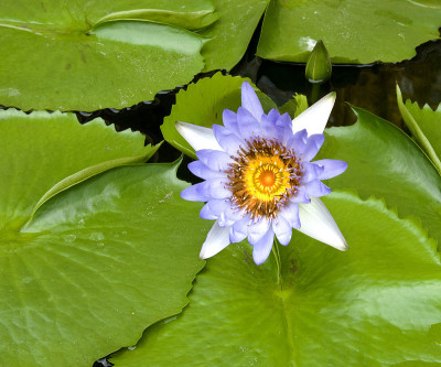 蓝莲花