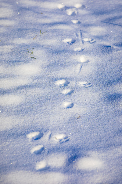 动物脚印雪地，寒冷冬季狩猎概念