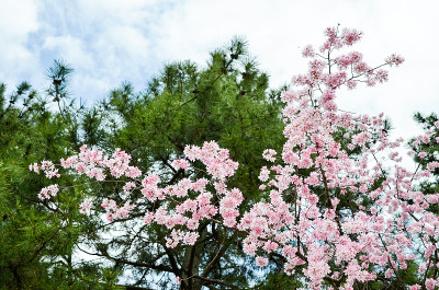 日本京都京苑的双樱花