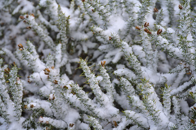 冬天的金雀花(Ulex)野花(完全被雪覆盖)在爱尔兰到处生长，通往Ticknock国家森林公园的路上
