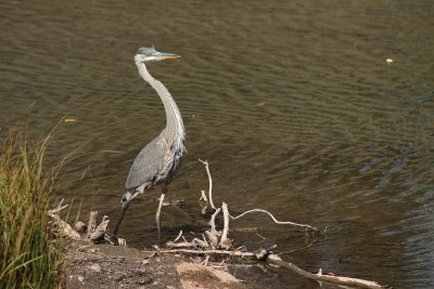 Blue Heron