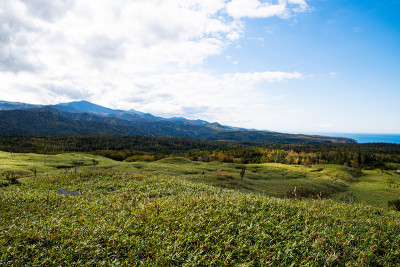 日本北海道知子，有秋叶的野山羊
