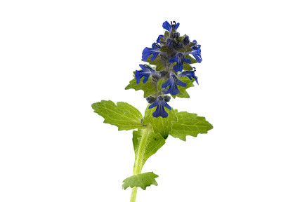woundwort