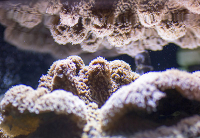 水族馆里的活藻类。