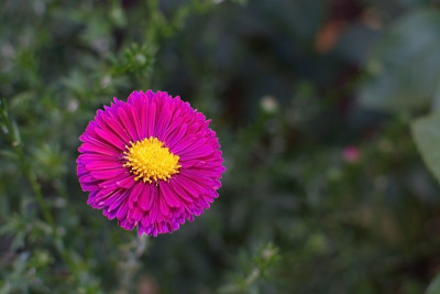 粉色aster花