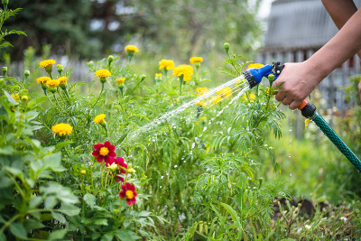 Watering.