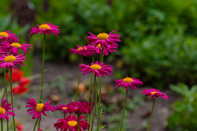 除虫菊coccineum_Chrysanthemum coccineum