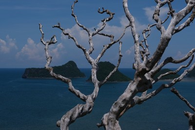 海上的枯木
