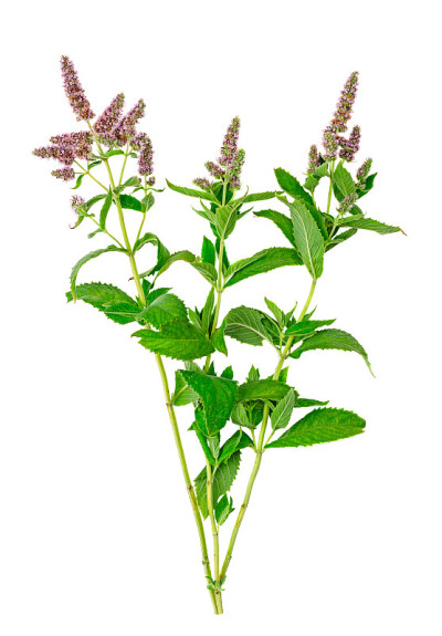 薄荷花