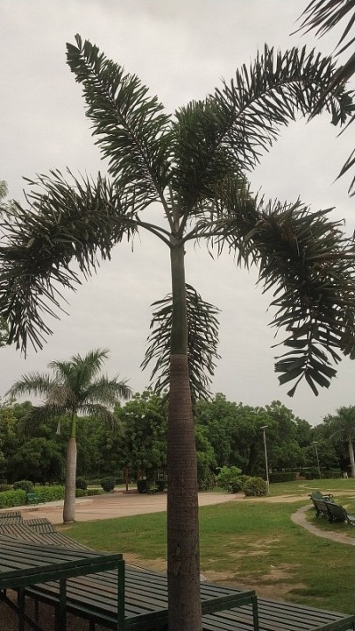 树