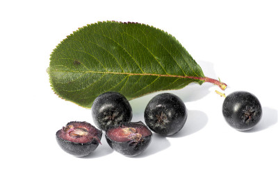 黑苦果(Aronia melanocarpa)果实孤立在白色背景上。关闭了。细节。
