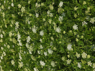 野生欧芹花