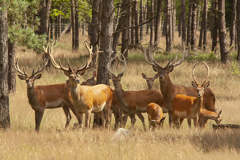 马鹿，Cervus elaphus