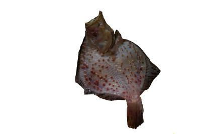 鱼