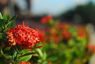 叶和花