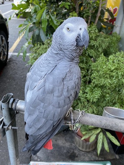 灰鹦鹉