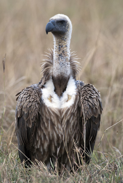 鹰头狮Ruppella肖像(Gyps rueppellii)