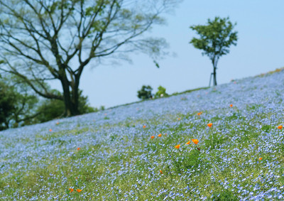 蓝色花的山