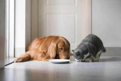 金毛猎犬和英国短毛犬一起吃饭