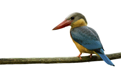 幼鸟Pelargopsis capensis(鹳嘴翠鸟，美丽的蓝色鸟与浅褐色领和棕色的头栖息在木制的