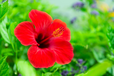 芙蓉