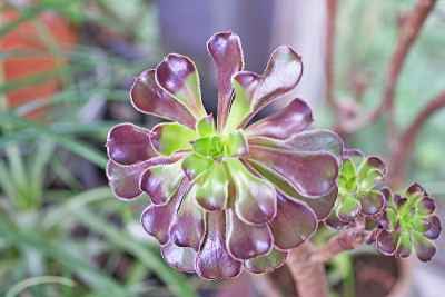 Aeonium