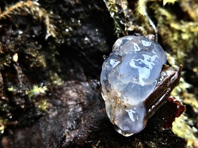 有半透明的孢子果/粘液核的闪亮滴状果冻菌类