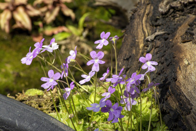 一种原产于墨西哥的淡紫色开花的butterwora (pinguicula emarginata)